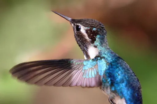 Bee hummingbird