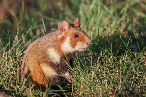 Hamster