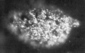 Berkelium