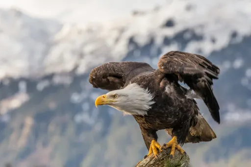 Bald eagle