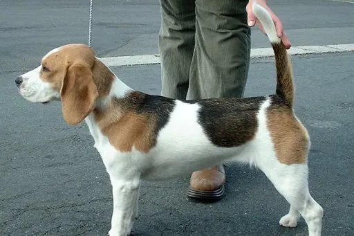 Beagle