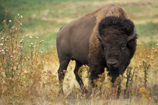 Bison