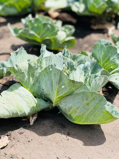 Cabbage