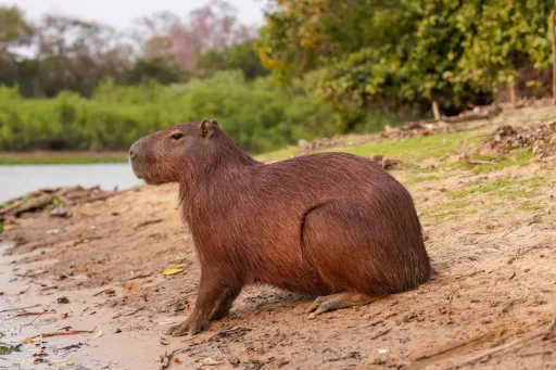 Capybara