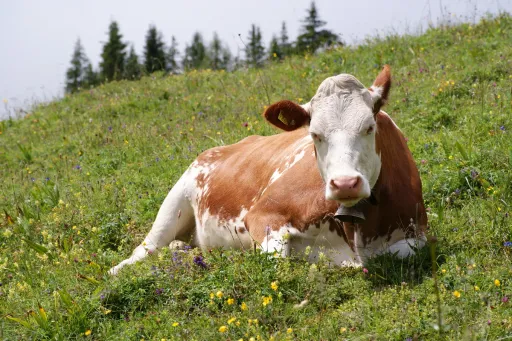 Cow