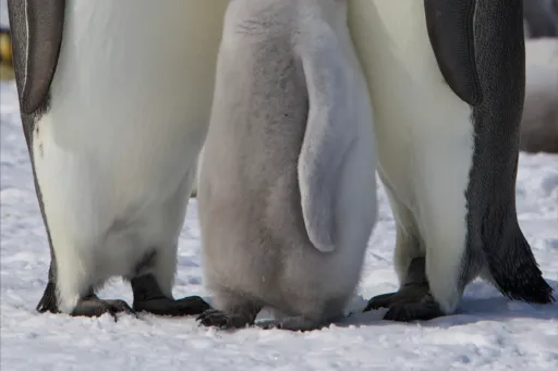 Emperor penguin