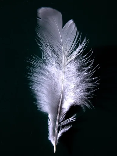 Feather