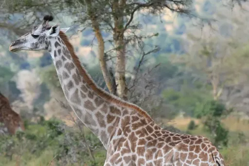 Giraffe