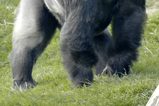 Gorilla