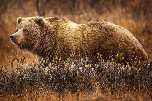 Grizzly bear