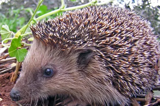 Hedgehog