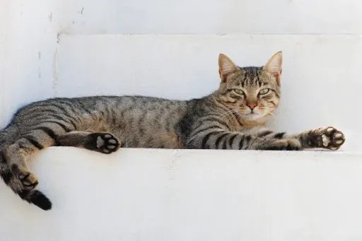 House cat