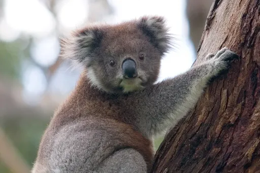 Koala