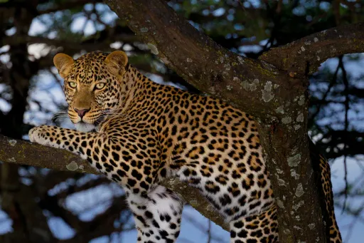 Leopard