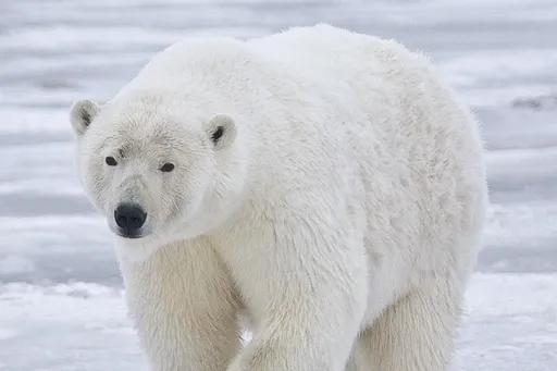 Polar bear