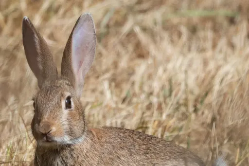 Rabbit