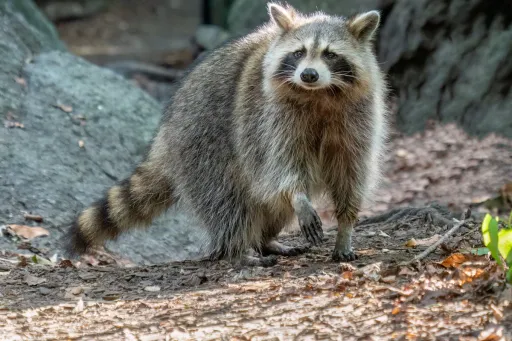 Raccoon