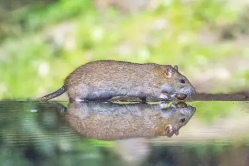 Rat