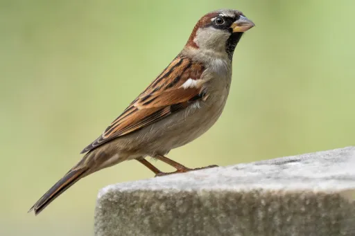 Sparrow