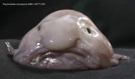 Blobfish (ugliest Animal)