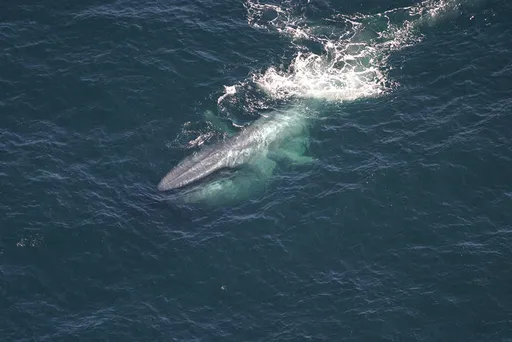 Blue whale