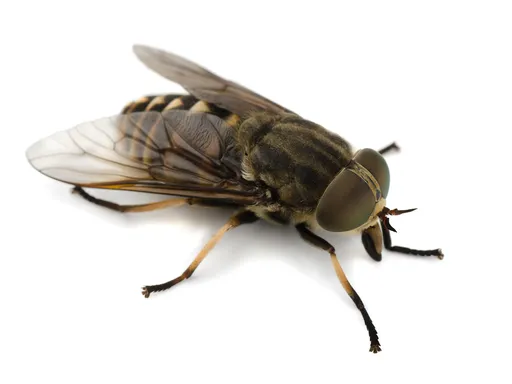 Fly