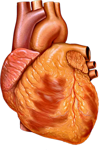 Heart