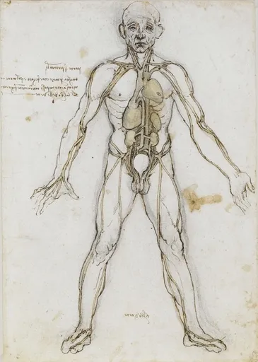 Human body